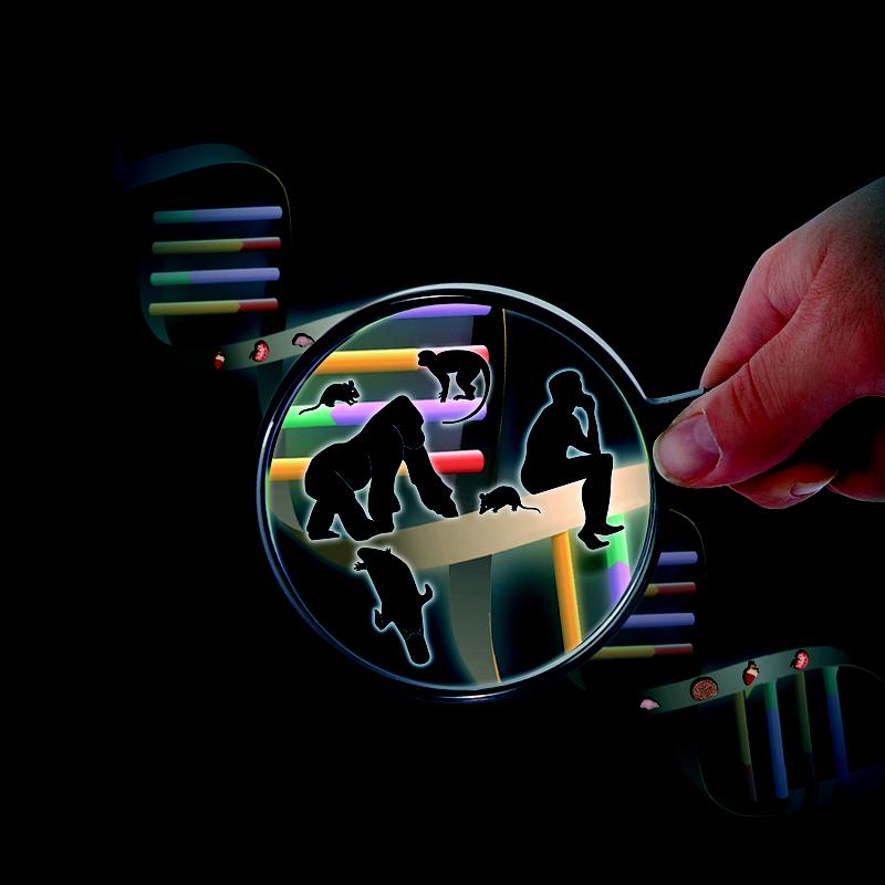 Artistic rendering of the genomic bases of organ evolution. The figure shows a DNA double helix with pictograms of mammals and selected organs.