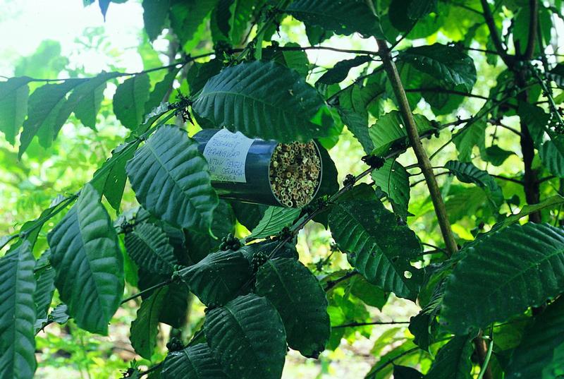 Nisthilfe in einem Kaffeestrauch