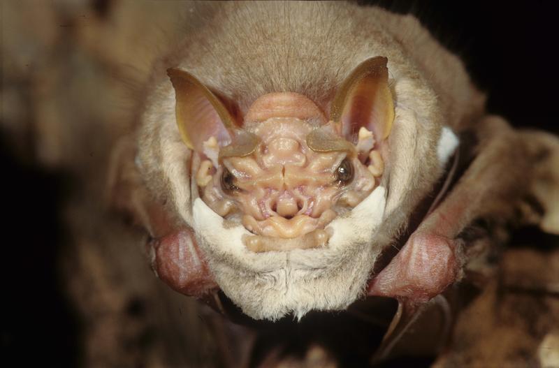 Die Männchen der Greisengesicht-Fledermaus, Centurio senex, zeigen eine pelzige Hautfalte, die über die untere Hälfte ihres Gesichts gezogen werden kann