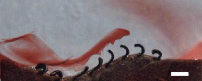 Abbildung 2: Die bioinspirierten Zilien pumpen eine viskose Flüssigkeit (Glyzerin). Die Bewegung wird durch einen roten Farbstoff sichtbar, der sich langsam nach rechts ausbreitet. Maßstabsbalken, 1 mm.