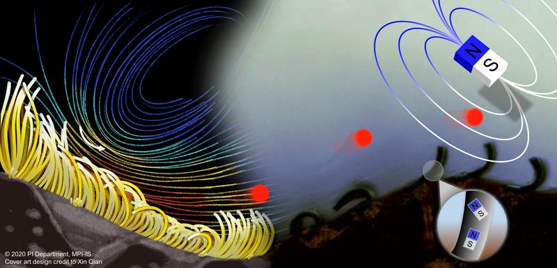 Figure 1. Inspired by biological cilia (left), the artificial cilia arrays (right) pump fluid and transport particles efficiently thanks to their optimally coordinated movement. 