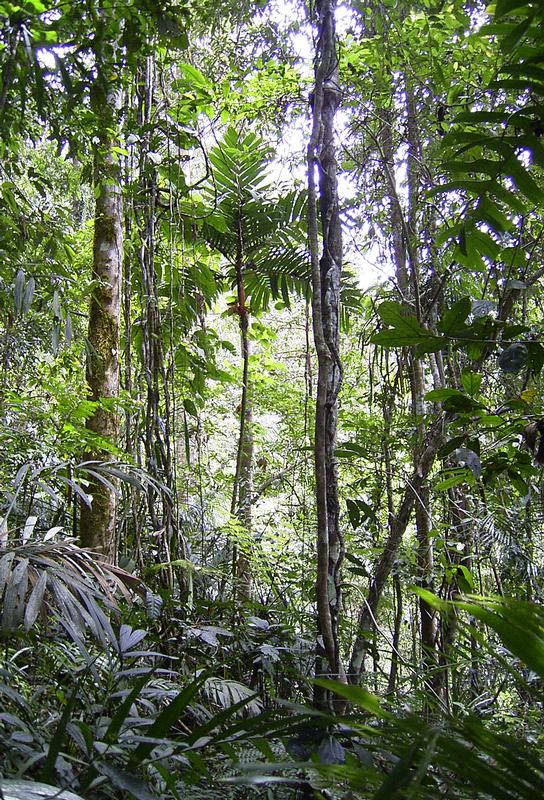 Tropischer Regenwald am Rand des Lore-Lindu-Nationalparks in Zentral-Sulawesi (Indonesien)