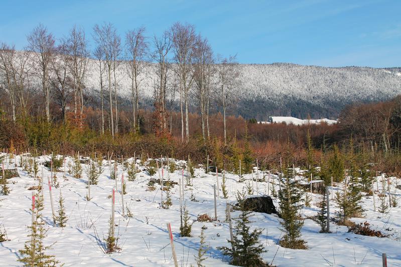 Vorversuch einer Testpflanzung mit gebietsfremden Baumarten bei Mutrux, Kanton Waadt (Schweiz). Die geplanten Testpflanzungen sollen insgesamt und was die Teilflächen pro Baumart betrifft kleiner sein als die hier gezeigte Pflanzung.