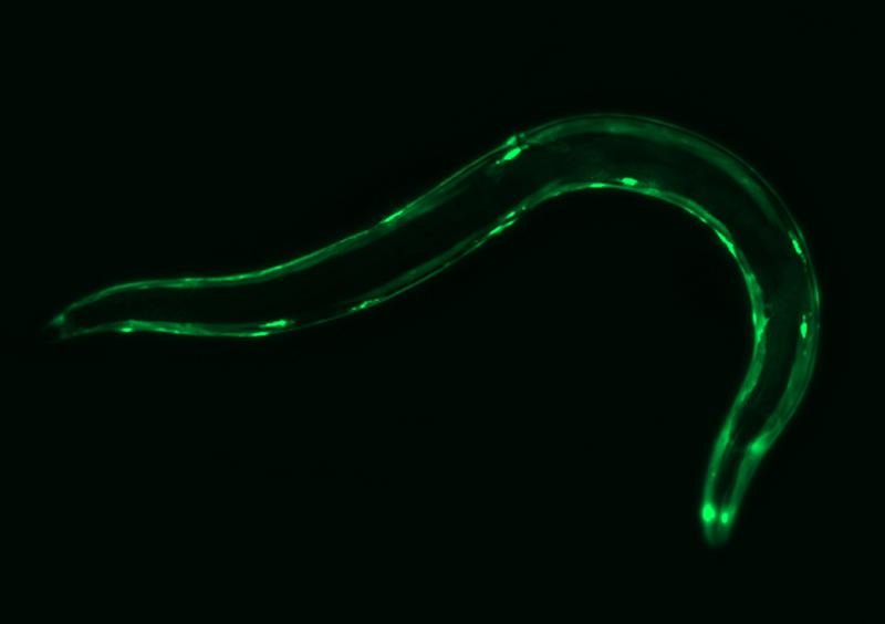 FLI-Forscher haben am Fadenwurm C. elegans herausgefunden, dass eine mitochondriale Dysfunktion den Langlebigkeitsvorteil von Metformin in alten Würmern aufhebt. Die Behandlung, die bei jungen Würmern die Lebensdauer verlängerte, war bei alten toxisch.