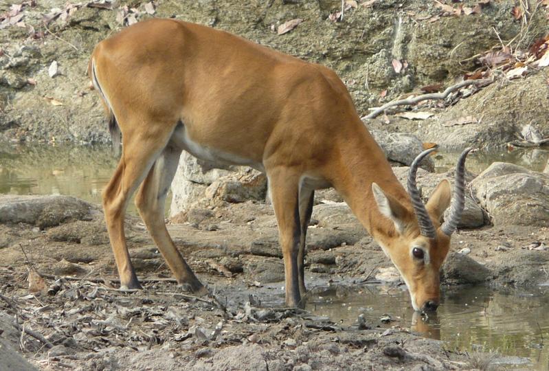 Das Bild zeigt einen Buffon’s Kob (Kobus kob kob), einen Bock, aus dem Faro Nationalpark, Kamerun