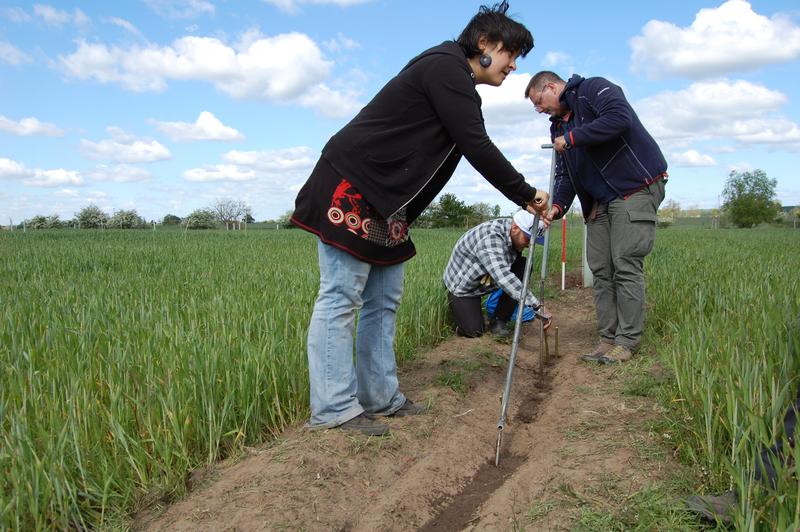 Eindrücke von der Pflanzaktion im Mai 2020 auf der Fläche im Löwenberger Land, wobei Ausfälle durch neugesetzte Weiden ersetzt wurden.