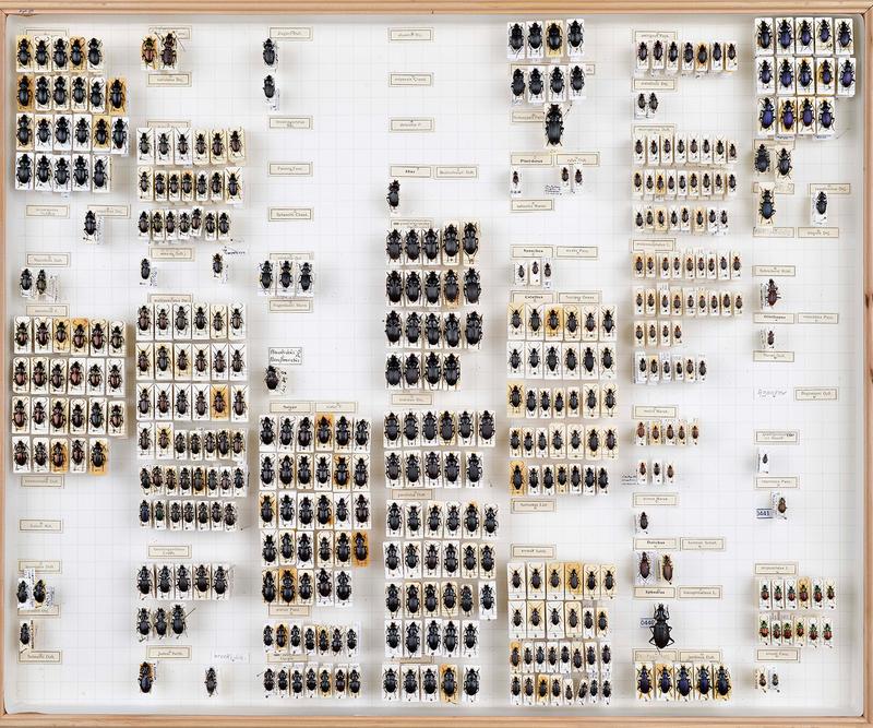 Kasten mit Laufkäfern der Gattung Pterostichus aus der Zoologischen Staatssammlung München.