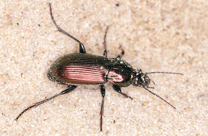 Zierlicher Buntgrabläufer Poecilus lepidus 