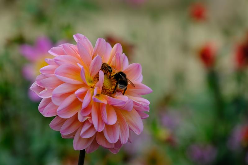 neue Simulationsstudie von Wissenschaftlern der Universität Hohenheim: Der volkswirtschaftliche Nutzen der Bestäubungsarbeit von Tieren, v. a. von Insekten, beträgt im Mittel in Deutschland 3,8 Milliarden Euro pro Jahr, weltweit 1 Billion US-Dollar. 