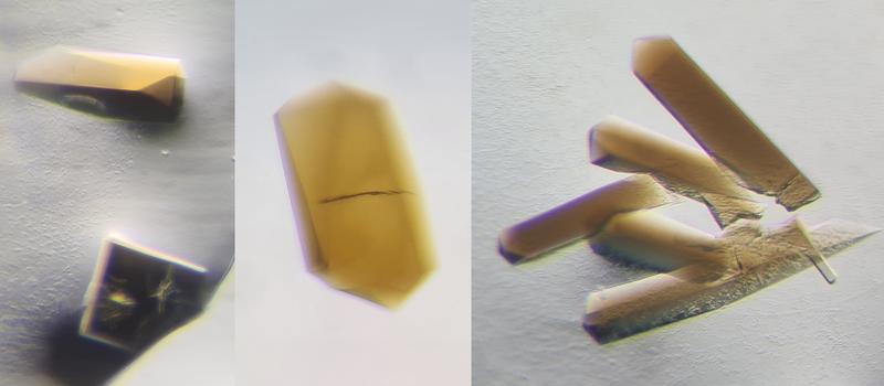 Ohne Sauerstoff erhaltene CODH/ACS-Kristalle. Die braune Farbe stammt von den natürlichen Metallen, die die Proteine beinhalten (in der Abbildung 2 als orange und grüne Kugeln dargestellt)