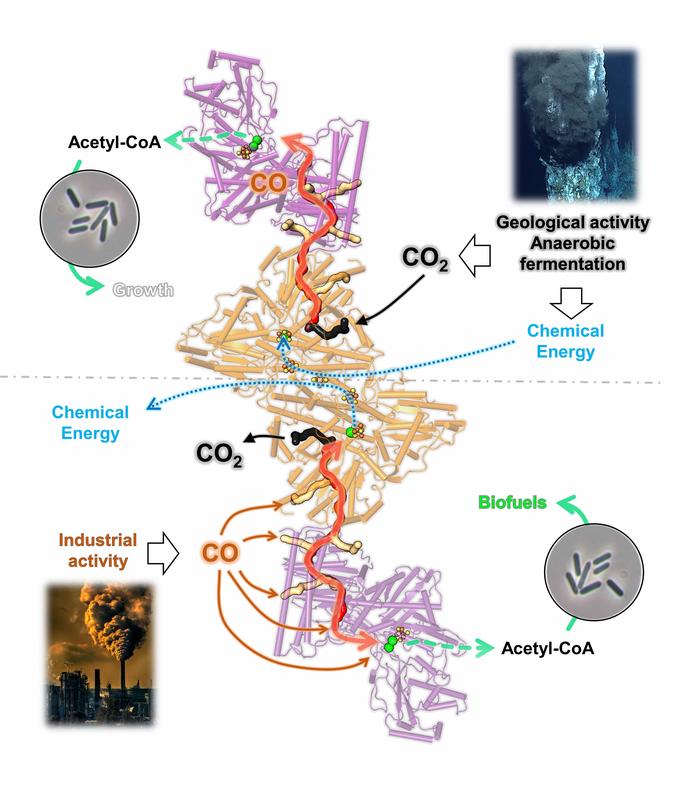 This graphic shows the bidirectionality of the CODH/ACS complex from C. autoethanogenum (CODH in orange and ACS in purple).