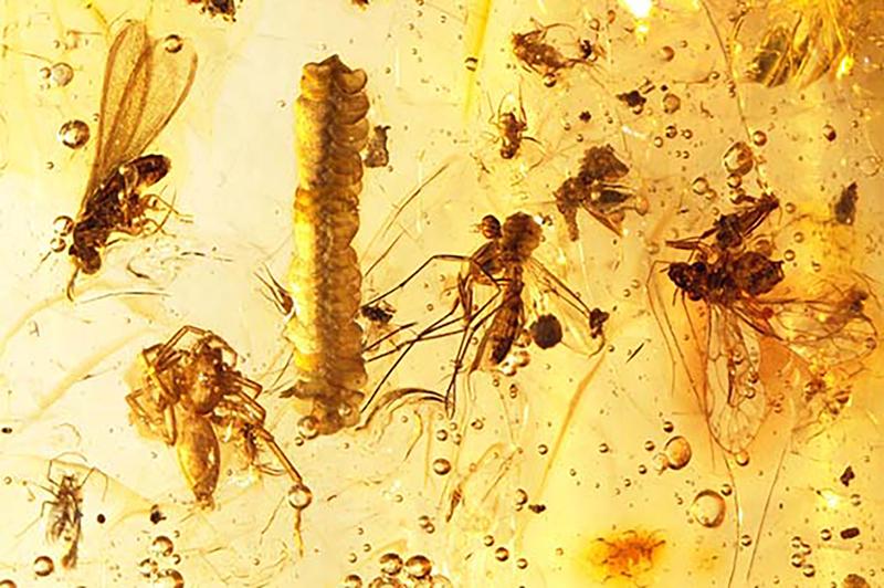 Kopal aus dem Holozän von Kolumbien mit eingeschlossenen Insekten und Pflanzenresten.