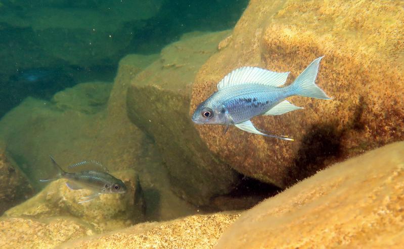 Ophthalmotilapia ventralis, ein Buntbarsch aus dem Tanganjikasee.