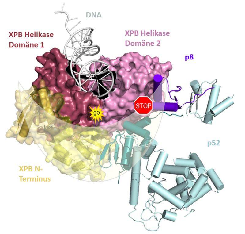 Die beiden enzymatisch aktiven Bereiche von XPB (rosa/rot) werden halbmondförmig von p52/p8 (türkis/lila) umschlossen. Dies aktiviert das Enzym und schränkt es gleichzeitig in seiner Beweglichkeit ein, bremst also auch die Aktivität.