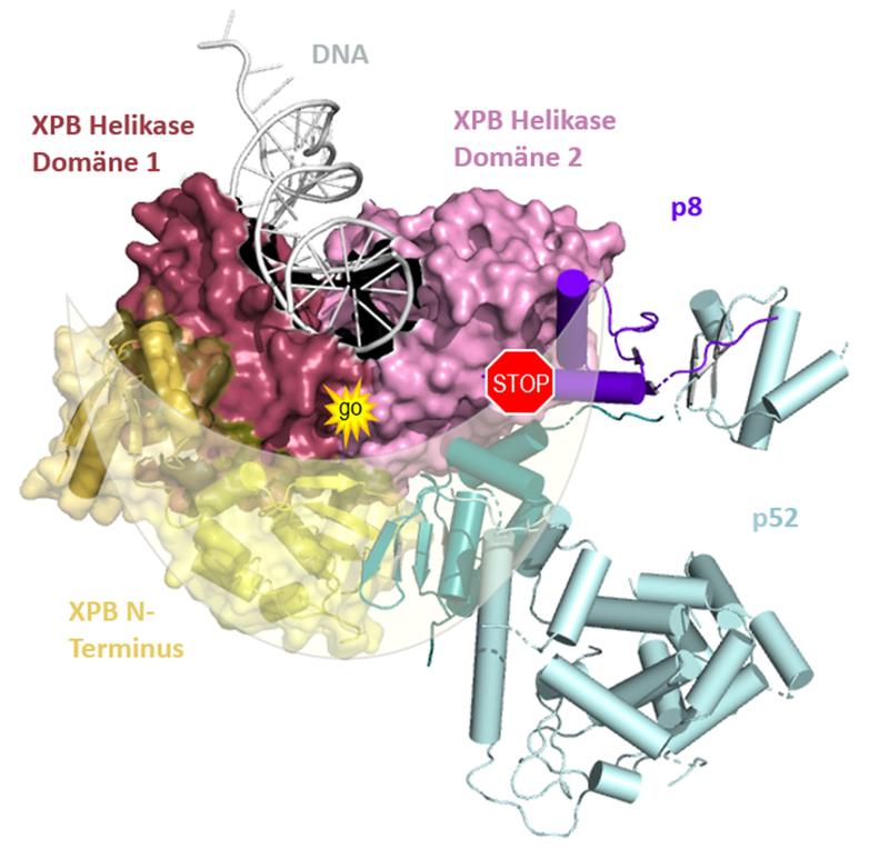  The two enzymatically active domains of XPB (pink/red) are enclosed by a lunate-like ring formed by p52/p8 (turquoise/purple). This activates the enzyme and simultaneously restricts its mobility, i.e. slows down the activity.