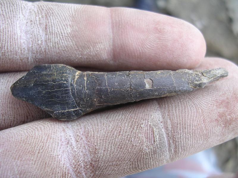 The tooth of Bagualia alba, discovered in Argentinian Patagonia.