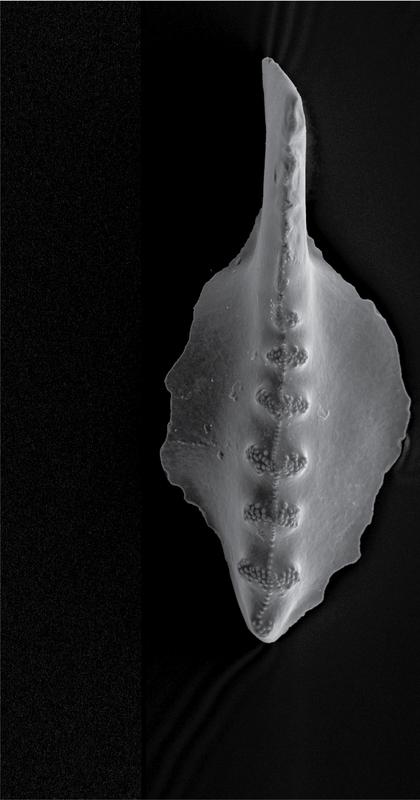 Eine rasterelektronenmikroskopische Aufnahme eines dentalen Plattformelements aus der Conodont-Gattung Sweetognathus, gesammelt in Wyoming, USA. Das Exemplar ist zwischen 293,7 und 294,9 Millionen Jahre alt. 