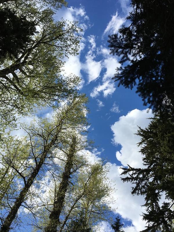 Poplar trees in Oregon