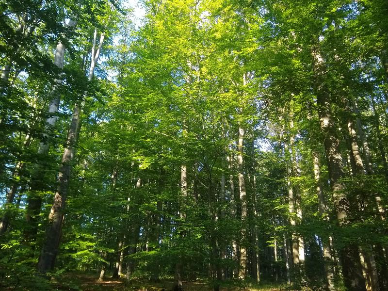 Beech trees in the Steigerwald