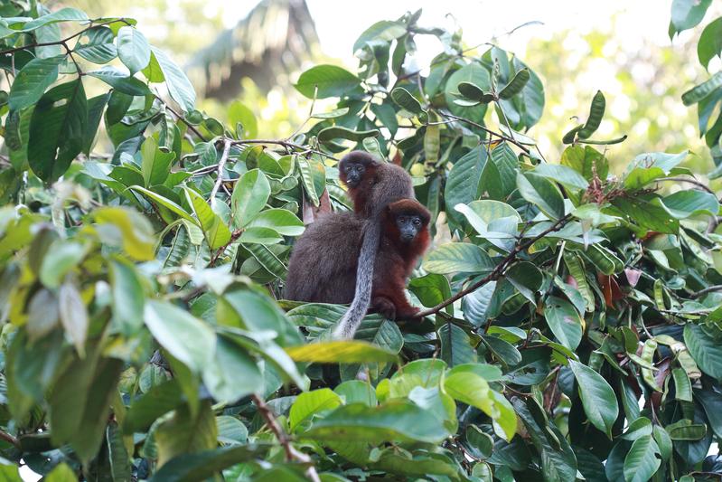 Definitely family: Coppery titi monkeys (Plecturocebus cupreus) in the Amazon rainforest. 