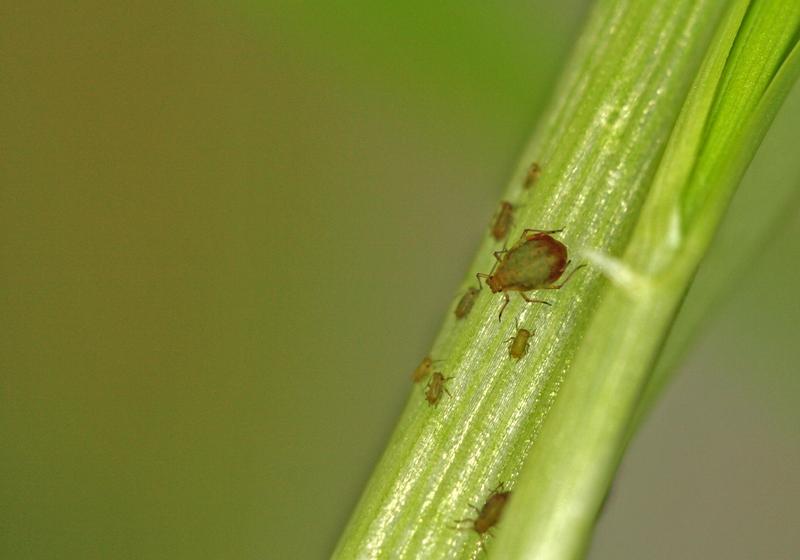 Traubenkirschenlaus (Rhopalosiphum padi) überträgt das Gerstengelbverzwergungs-Virus (BYDV=Barley yellow dwarf virus)