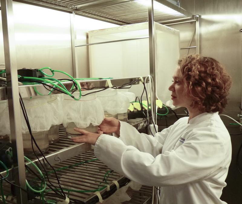 Dr. Halina Binde Doria bei Experimenten an der Zuckmückenart Chironimus riparius in einer Klimakammer des Senckenberg Biodiversität und Klima Forschungszentrums. 