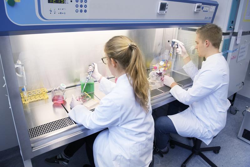 Zellkulturen für Gewebemodelle zum Testen von Substanzen am Fraunhofer-Translationszentrum für Regenerative Therapien TLZ-RT