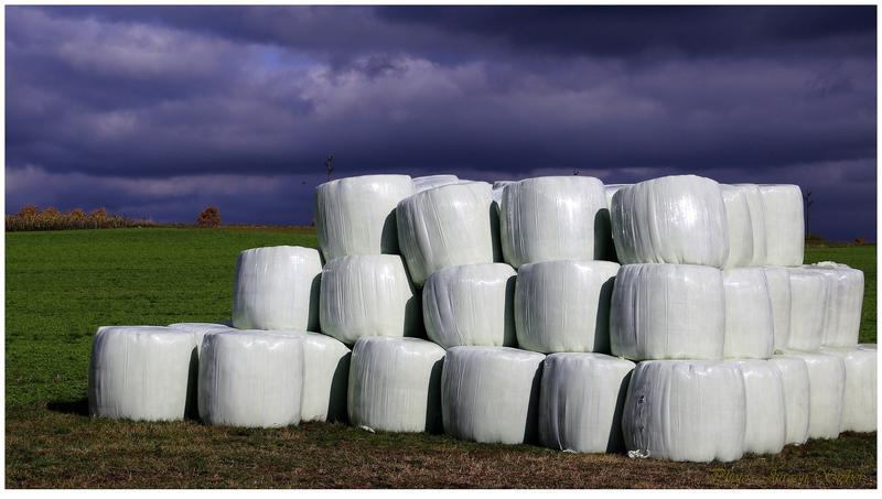 Silagefolien in der Landwirtschaft