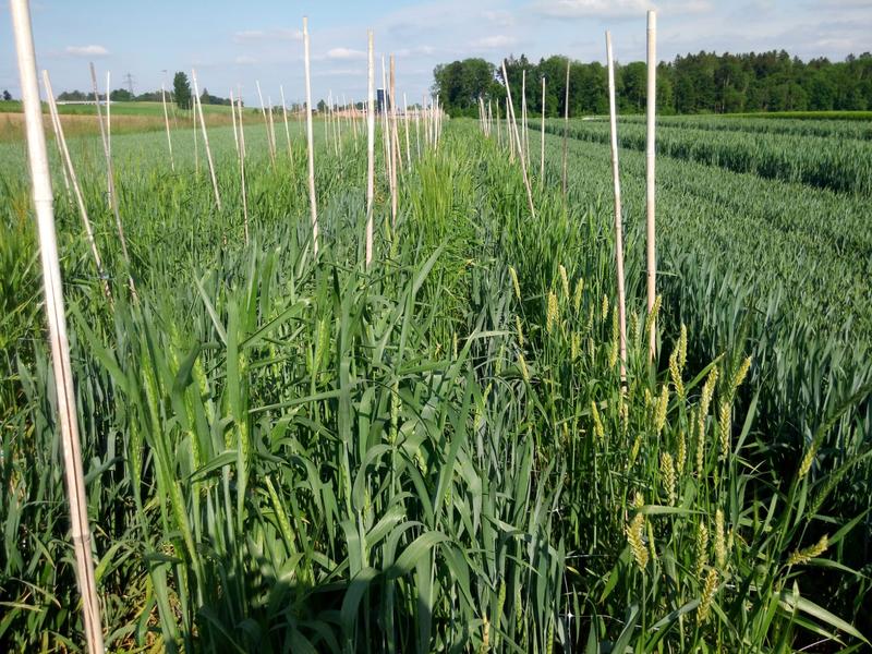 Durch seine grosse Anpassungsfähigkeit an unterschiedliche Klimabedingungen und Umweltfaktoren gedeiht Weizen weltweit in zahlreichen Regionen.