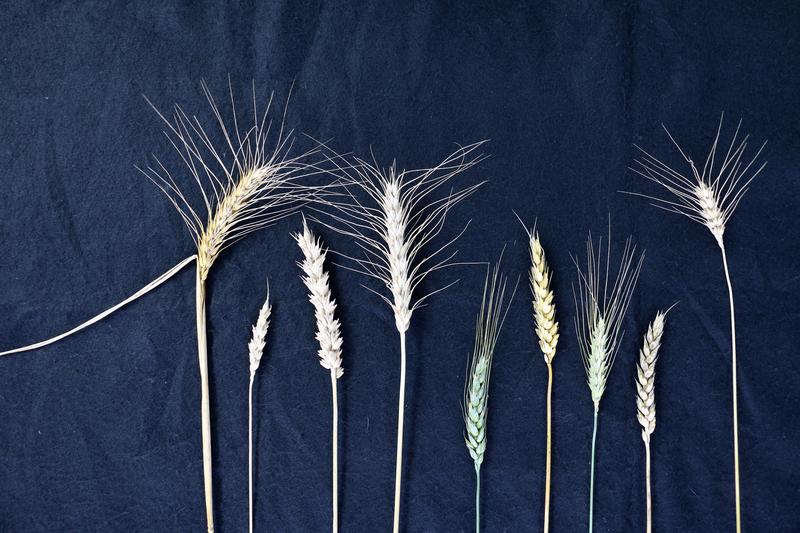 Great genetic diversity: There are more than 560,000 different varieties of bread wheat.