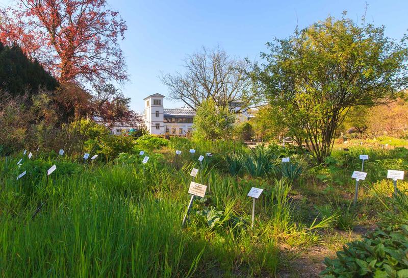 Leipzig beherbergt den ältesten Botanischen Garten Deutschlands. Auf nur drei Hektar Fläche wachsen hier rund 6500 von 351.180 Pflanzenarten weltweit.