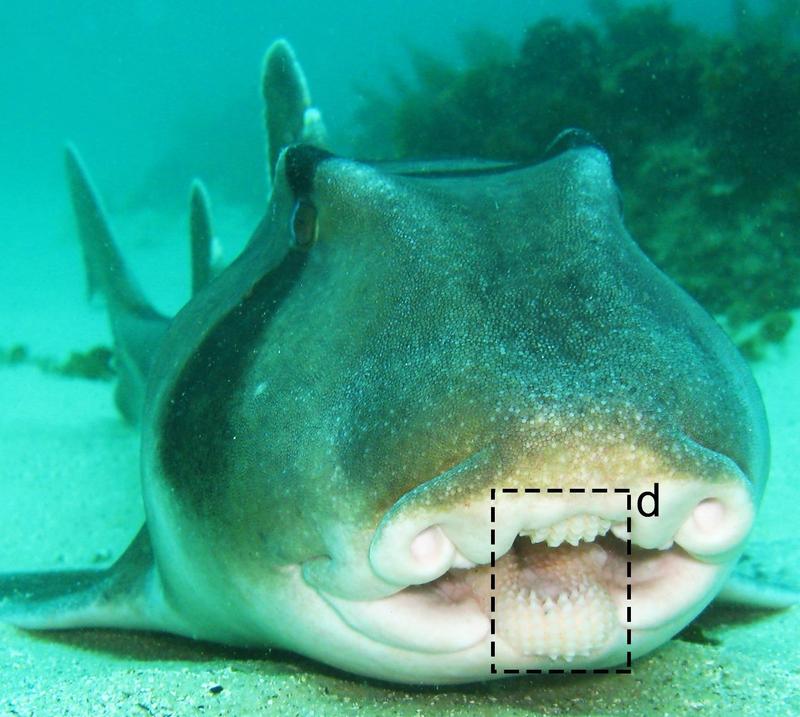 Zähne vom Port-Jackson-Stierkopfhai