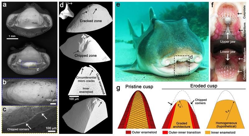 Inner and outer enameloid