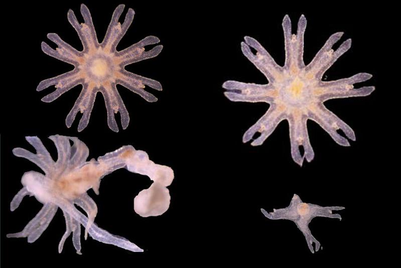 Comparison of germ-free (bottom row) and natural epyhrae: The external appearance shows that jellyfish without a natural microbiome are affected in their fitness.  