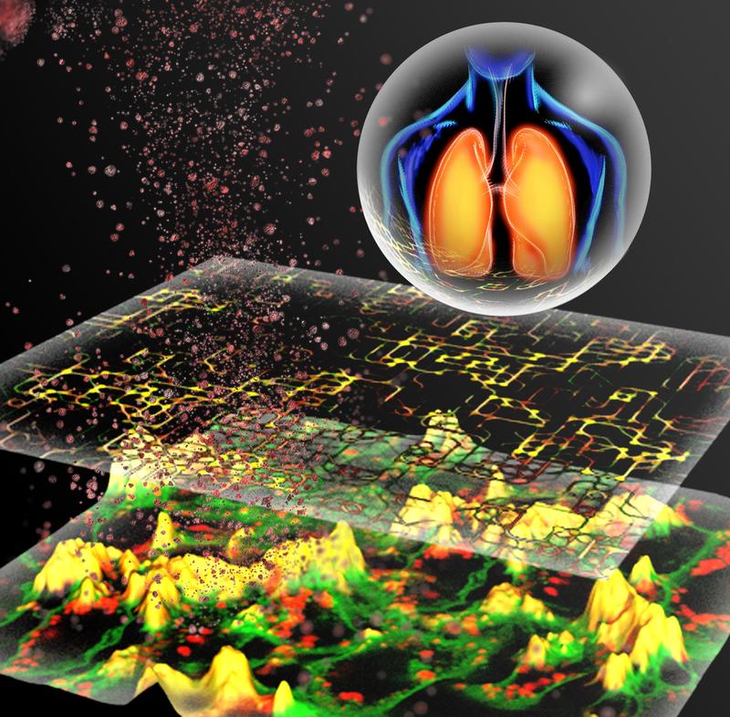 In-silico-Modellierung von Partikel-Zell-Interaktionen für die Vorhersage der Toxizität von Nanopartikeln für die Atemwege (grafische Darstellung). 