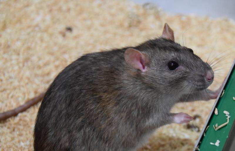 Die Wanderratte (Rattus norvegicus) ist, wie die meisten Rattenarten, sehr gesellig und kooperiert, um sich gegenseitig zu helfen.  