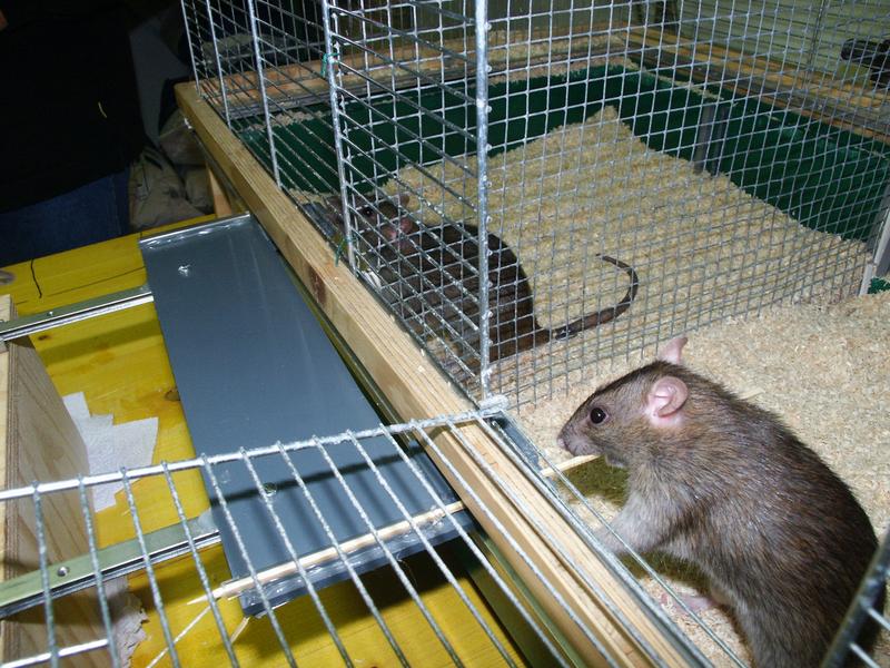 Eine Ratte (rechts) hilft, indem sie an der Plattform zieht, so dass die andere Ratte (links) das Leckerli (in diesem Fall eine Haferflocke) erreichen kann. Die ziehende Ratte hat keinen unmittelbaren Nutzen von der Hilfe.