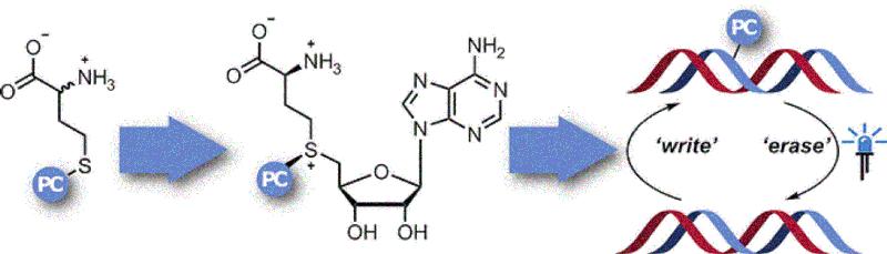 Um das Anknüpfen und Abspalten von Methylgruppen an die DNA genauer erforschen zu können, hat ein deutsches Team eine neue Methode entwickelt. 