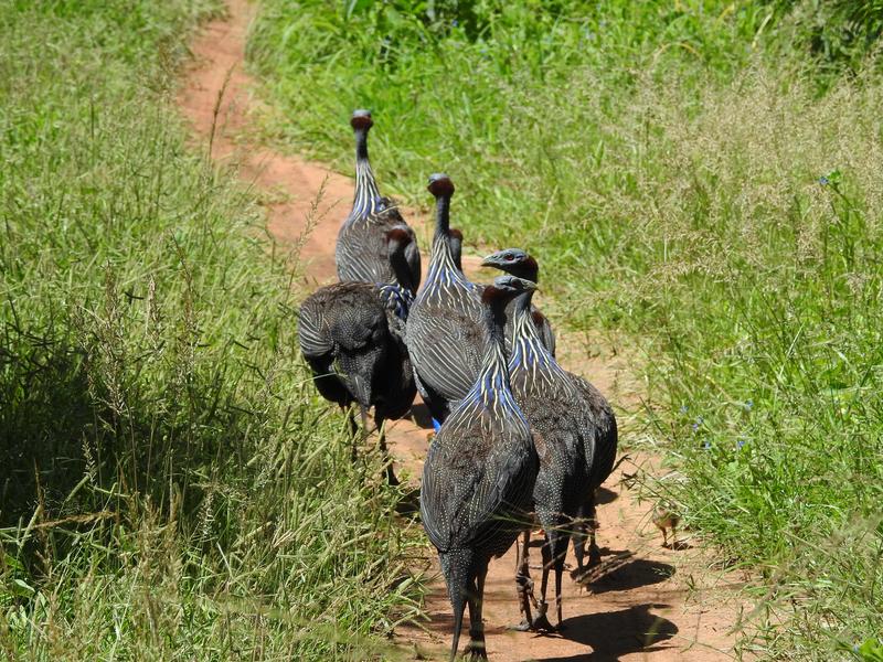 Geierperlhühner kommen in den Savannen Kenias vor. Die Vögel leben in Gruppen mit einer strengen Hierarchie. 