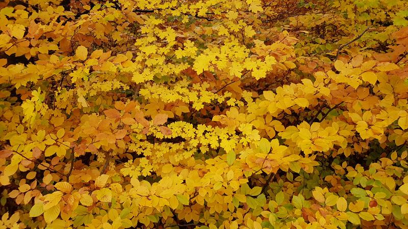 Im Herbst verfärbt sich das Laub. Das könnte in einem wärmeren Klima künftig früher der Fall sein – und nicht später, wie gemeinhin erwartet. Im Bild: Herbstlaub.