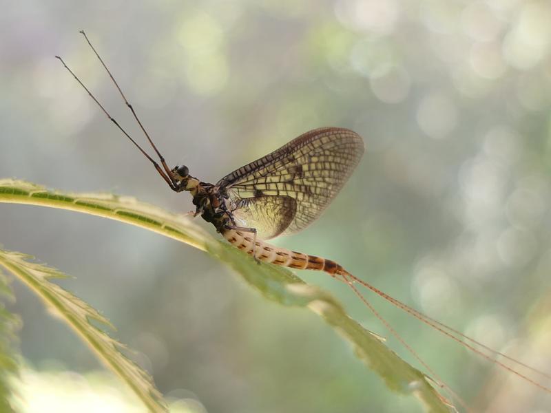 Das Insekt des Jahres 2021:  Die Dänische Eintagsfliege Ephemera danica