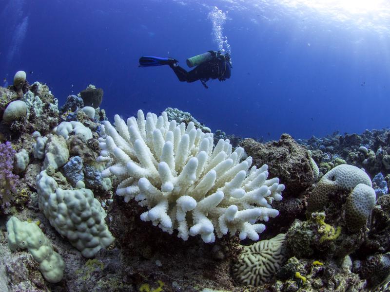Gebleichte Koralle im Roten Meer