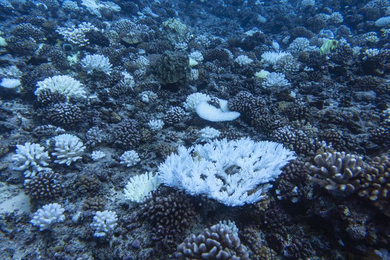 Starke Korallenbleiche in Mo'orea, Französisch-Polynesien im Jahr 2019 