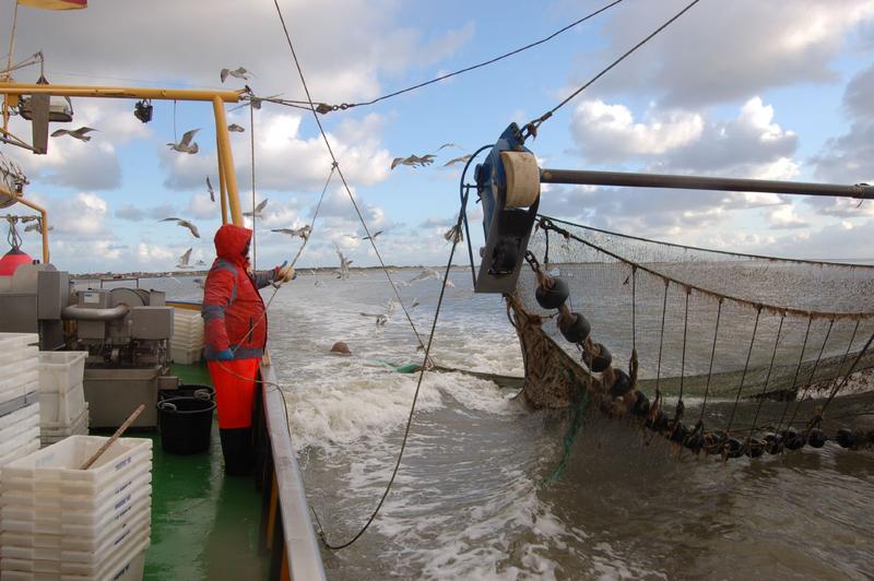 Krabbenfischen für die Forschung