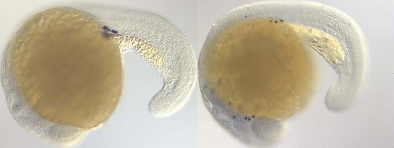 PGC (in dunkelblau) in ihrer korrekten Position am Bestimmungsort im Zebrafisch Embryo (l.) und ein Beispiel für einen Fall, in dem PGC irregeleitet sind und ihren Bestimmungsort nicht erreichen können (r.)