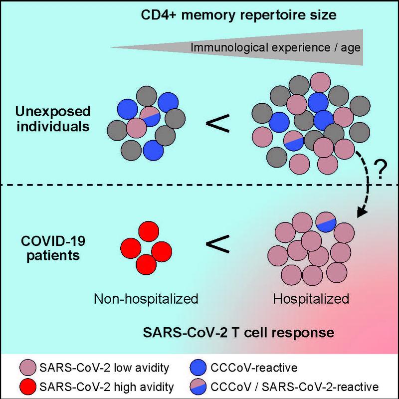 Bei COVID-19-Erkrankte mit einem milden Verlauf fand das Forschungsteam vor allem T-Zellen, die das Virus sehr gut erkennen, während die T-Zellen bei Erkrankten mit schweren Verläufen SARS-CoV-2 nur schlecht erkennen.