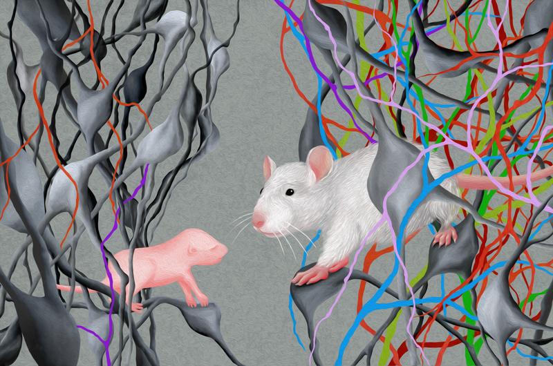 Neuronal circuits from pups and adolescent mice, mapped at high precision.