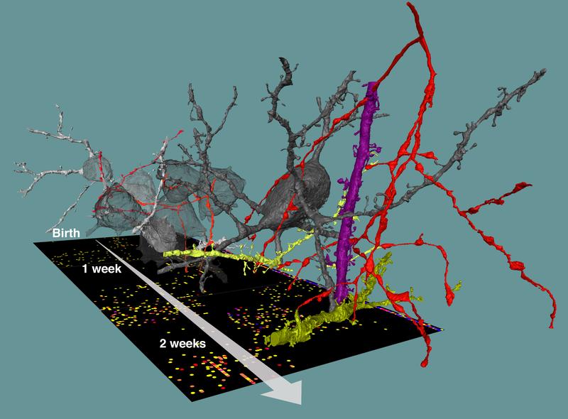 Connectomes from the developing brain: monitoring the formation of inhibitory circuits from birth to adulthood. 