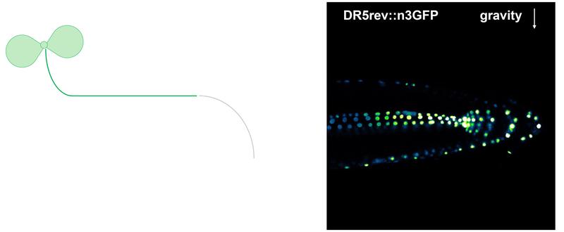 Auxin in der Wurzel asymmetrisch 