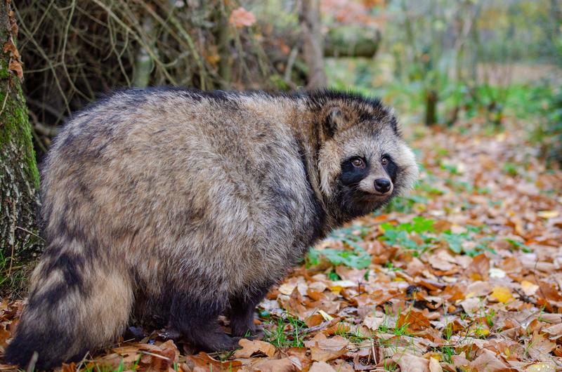 Der Marderhund (Nyctereutes procyonoides)